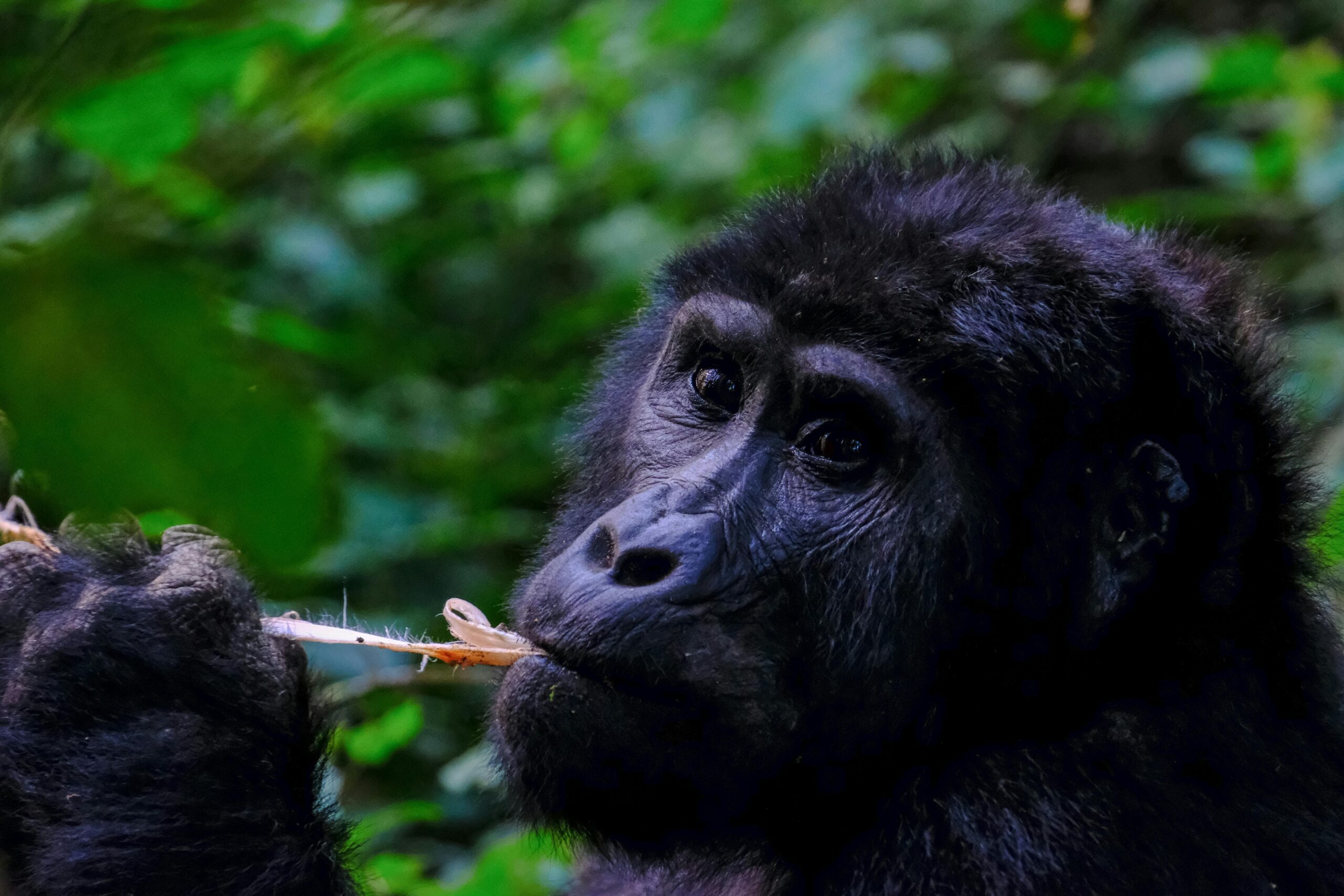 5 Days safari Uganda Gorilla trekking and wild life