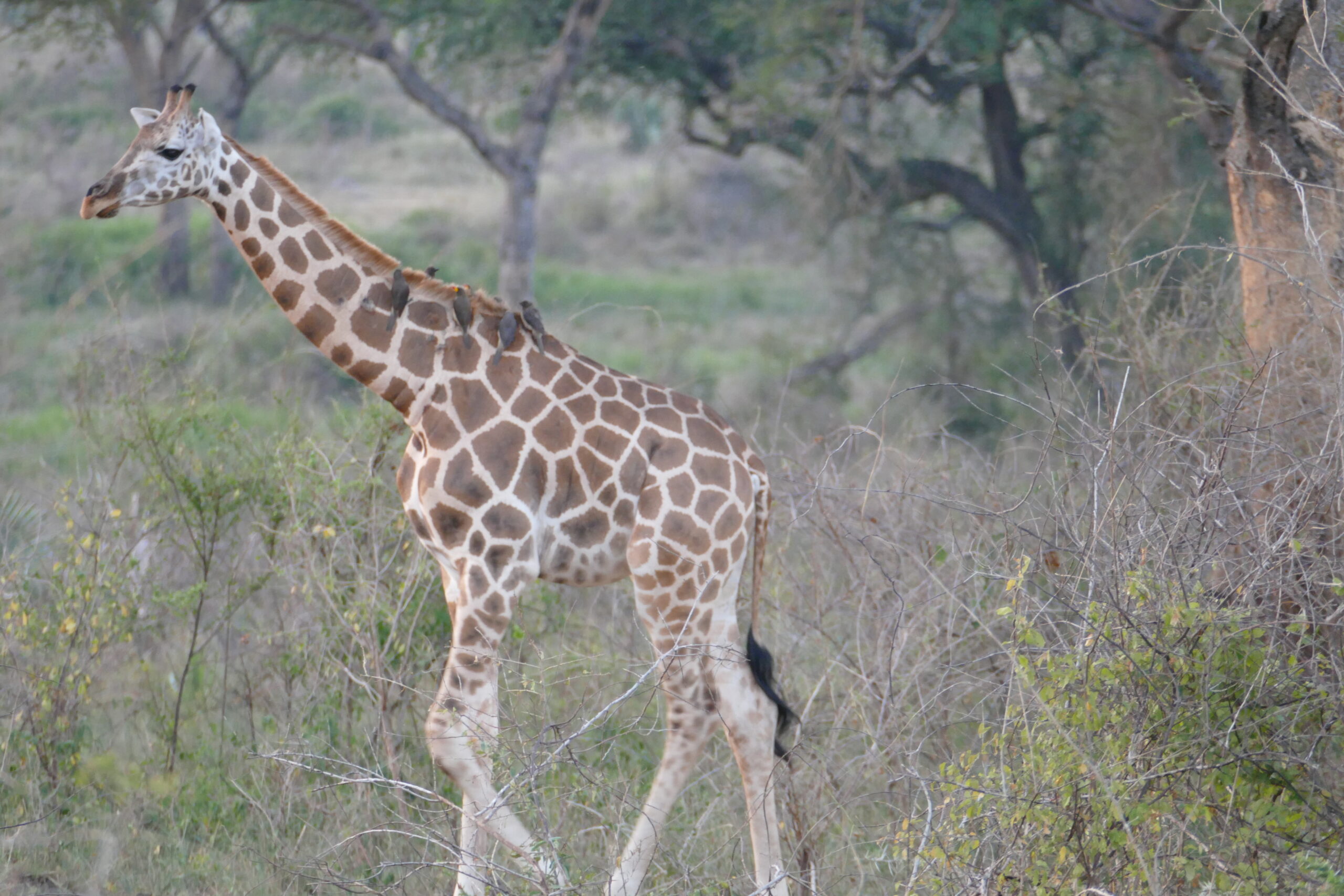 8 Days Uganda wildlife tour