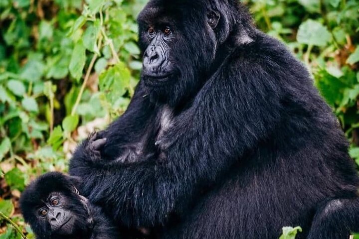 7 Days Rwanda